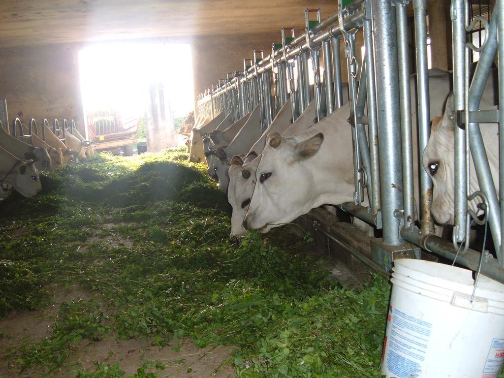 Bauernhof Fior Di Campo Dronero