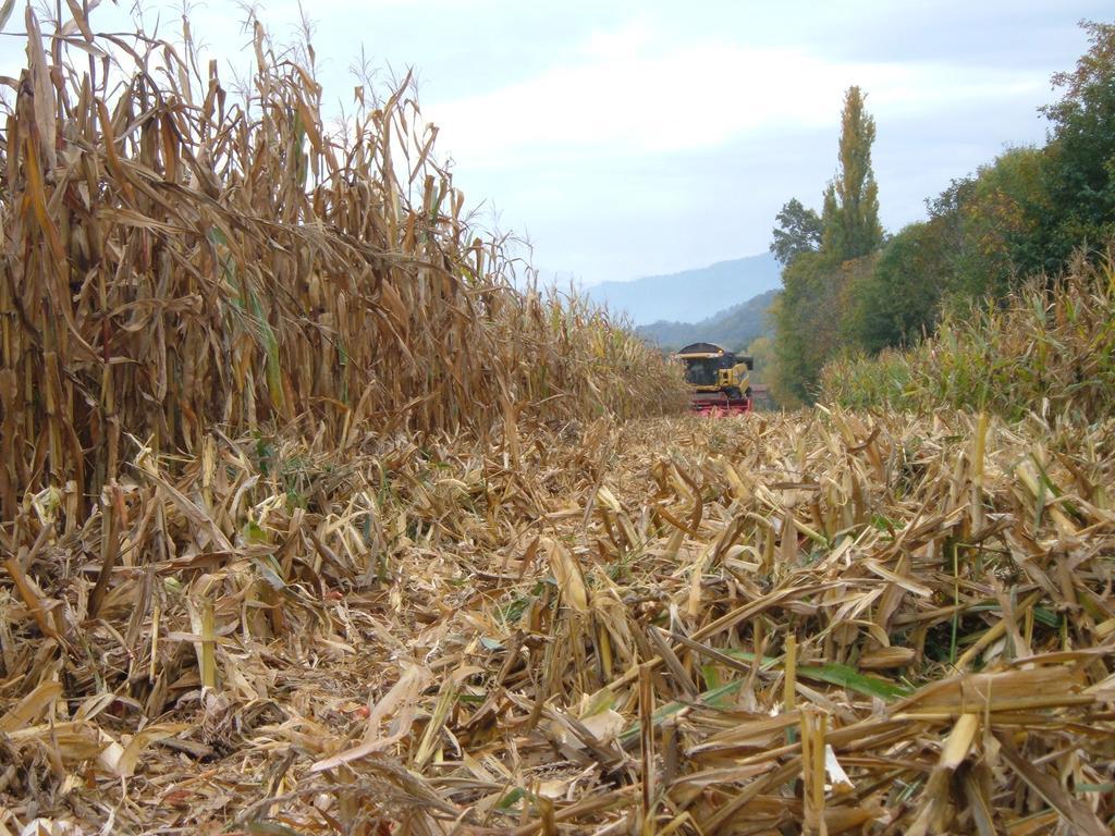 Fior Di Campo *